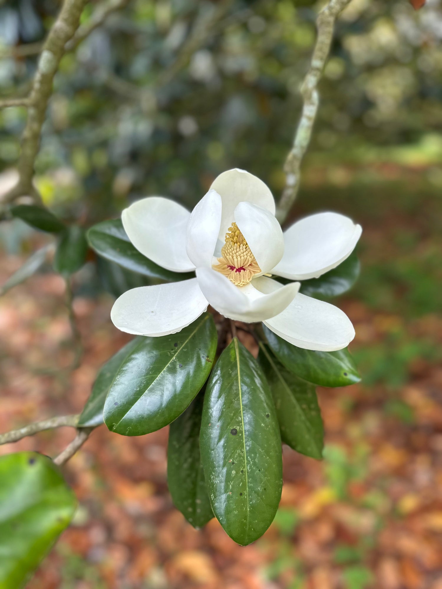 Magnolia Grandiflora