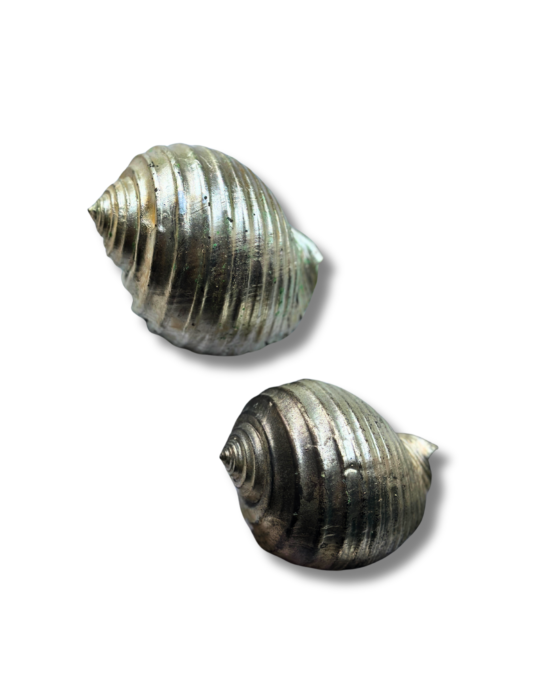 Silver-Plated Pair of Tonna Shell Specimens - Coastal Curiosities