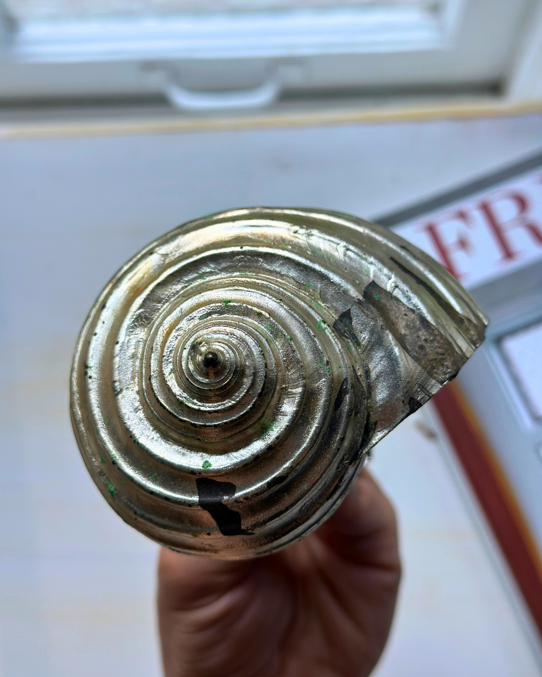 Silver-Plated Pair of Tonna Shell Specimens - Coastal Curiosities