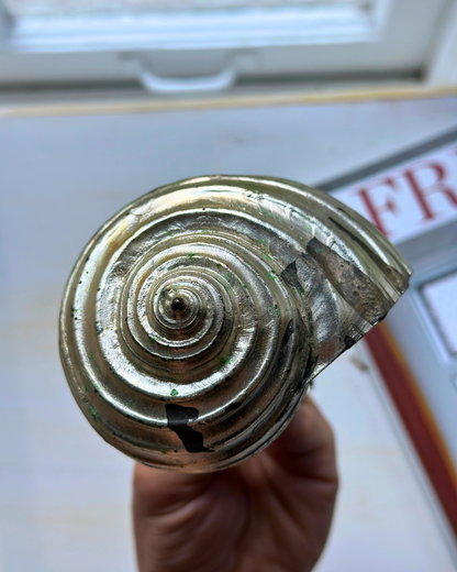 Silver-Plated Pair of Tonna Shell Specimens - Coastal Curiosities