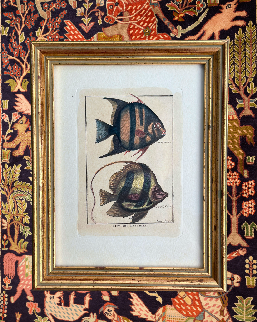 Antique 18th Century French Natural History Fish Engraving -  Pl. 41 Histoire Naturelle