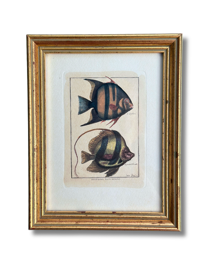 Antique 18th Century French Natural History Fish Engraving -  Pl. 41 Histoire Naturelle