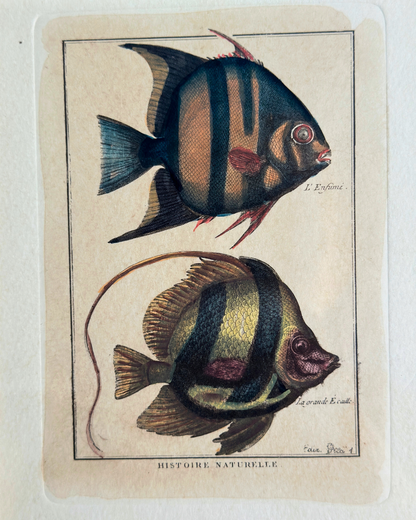 Antique 18th Century French Natural History Fish Engraving -  Pl. 41 Histoire Naturelle